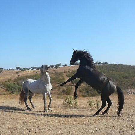 Naveterra-Hotel Rural Alandroal Dış mekan fotoğraf