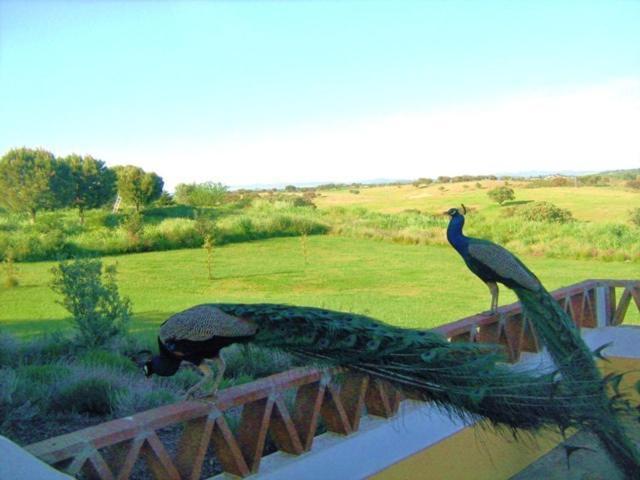 Naveterra-Hotel Rural Alandroal Dış mekan fotoğraf
