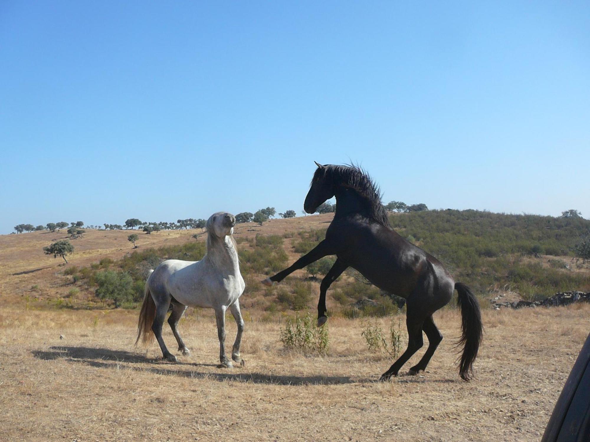 Naveterra-Hotel Rural Alandroal Dış mekan fotoğraf