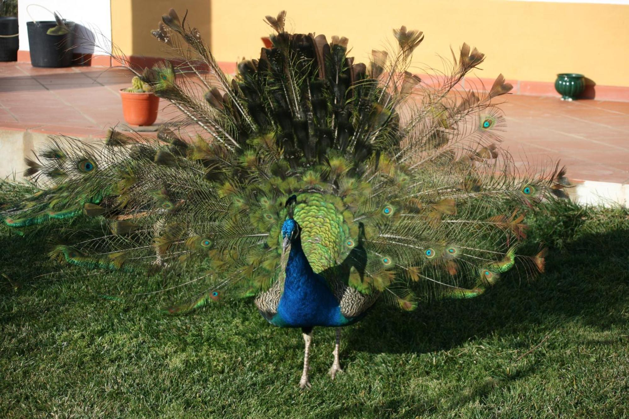 Naveterra-Hotel Rural Alandroal Dış mekan fotoğraf