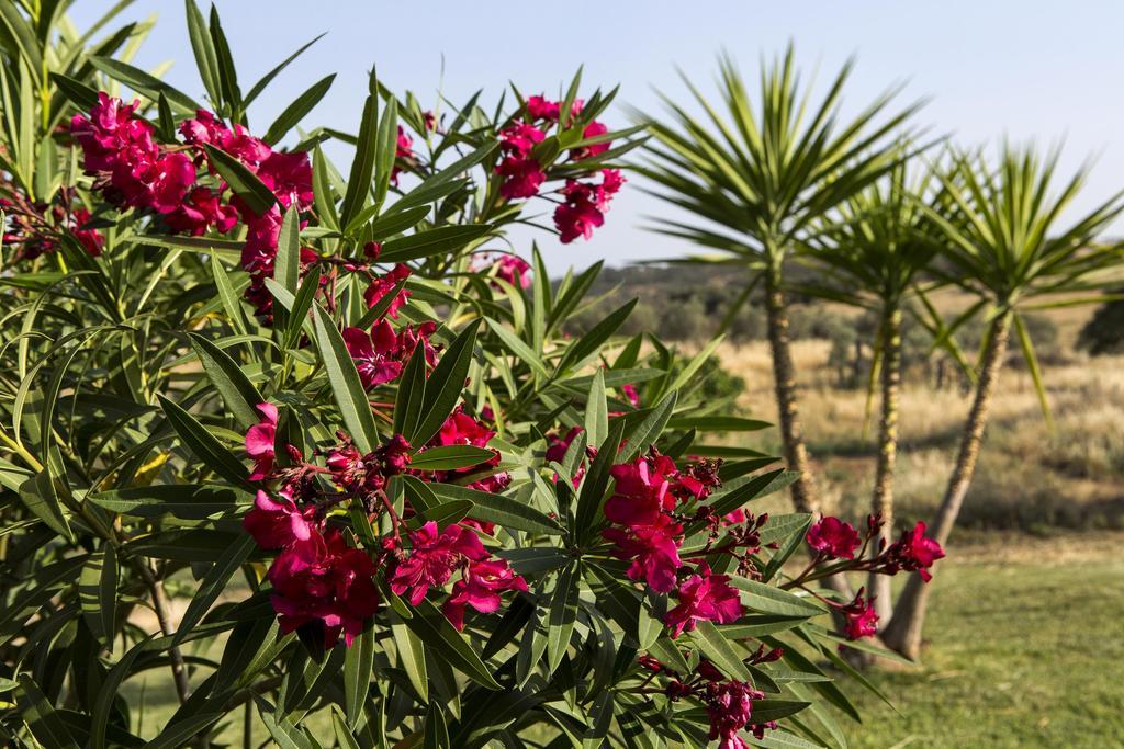Naveterra-Hotel Rural Alandroal Dış mekan fotoğraf